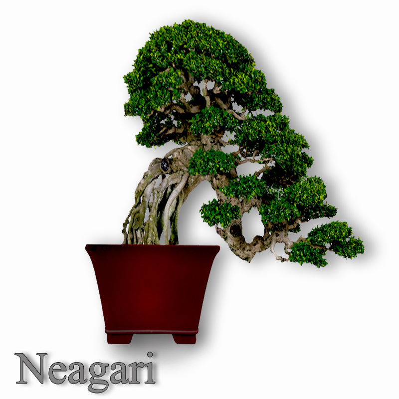 Neagari style