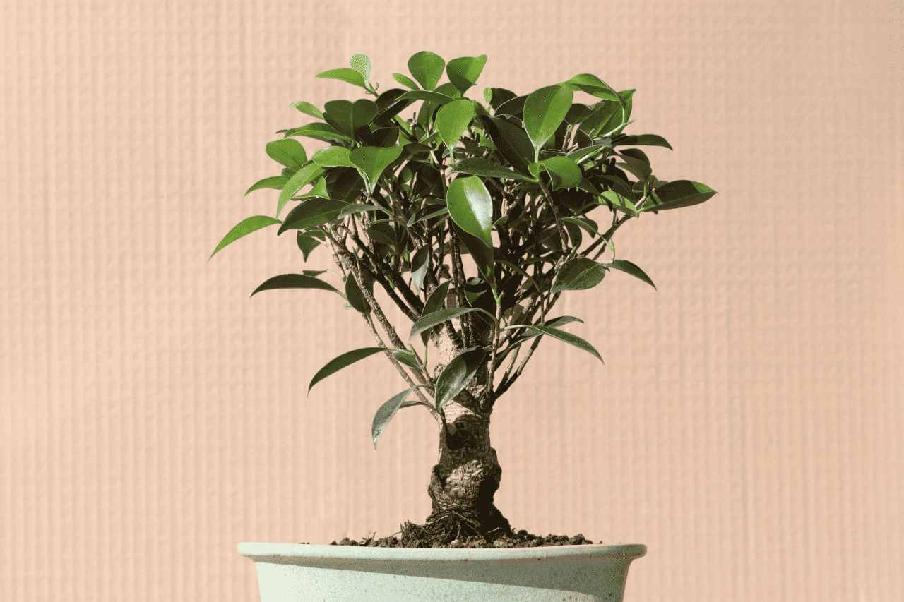 Ficus retusa - BonsaiArt