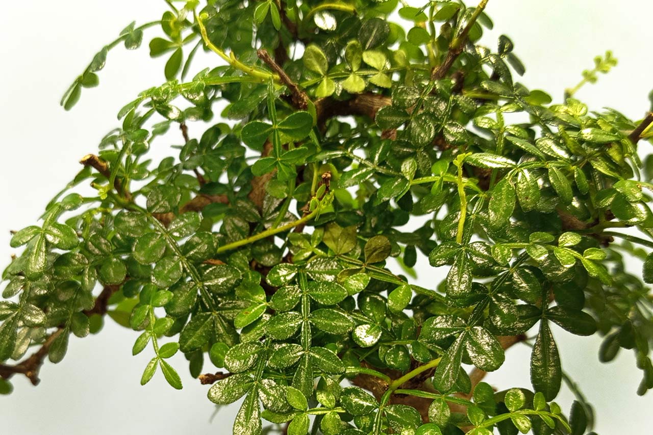 Ķīnas pipara kopšana