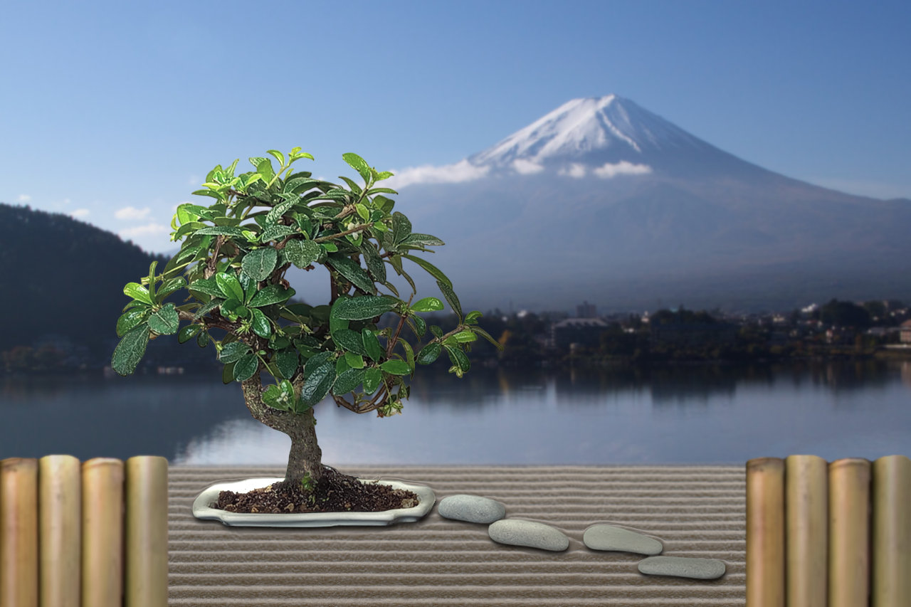 Bonsai dāvana Zen dārzs