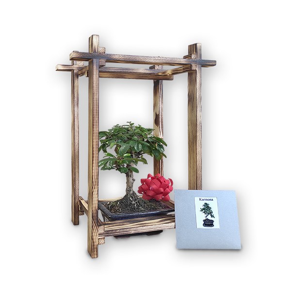 Dāvana bonsai
