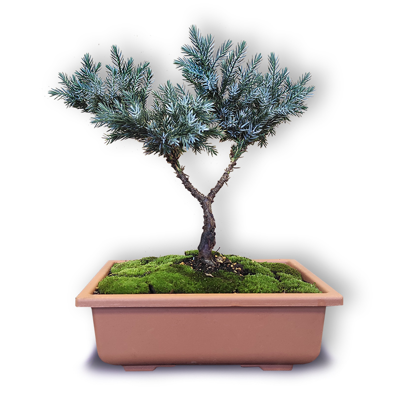 Juniperus squamata (2335)