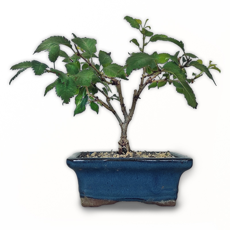 efeu hedera hibernica Efeu main image 0