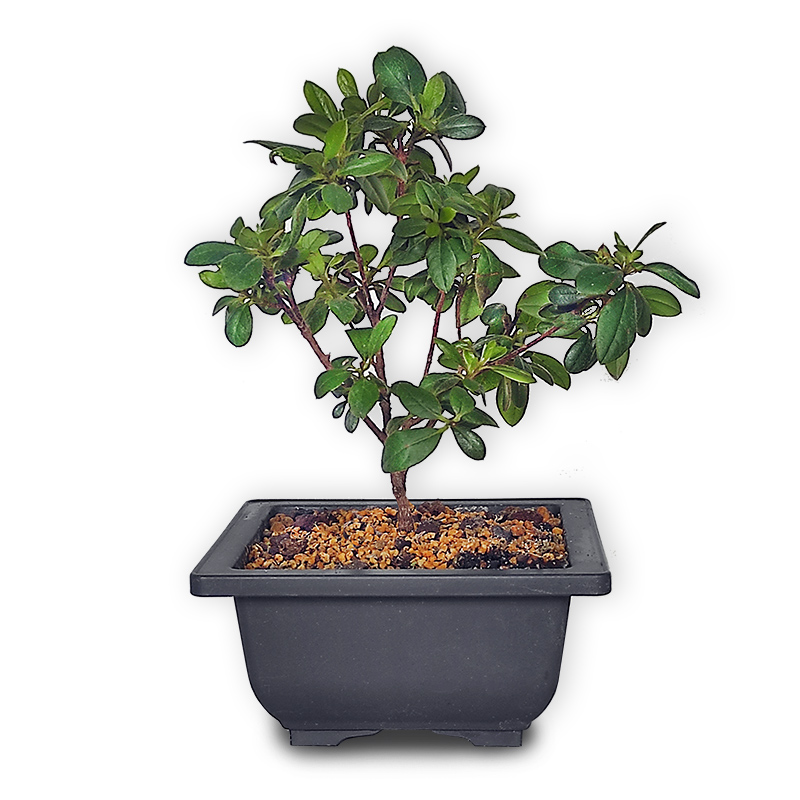 Bonsai acālija