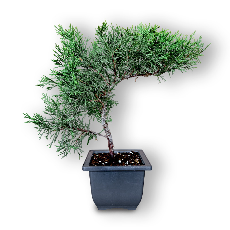 Kazaku kadiķis bonsai stilā