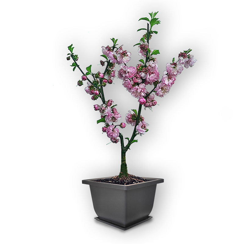 Almond (2836)