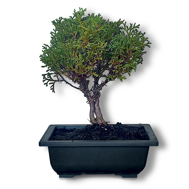 Thuja occidentalis (2854)