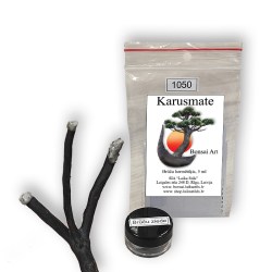 Bonsai brūču ziede (1051)