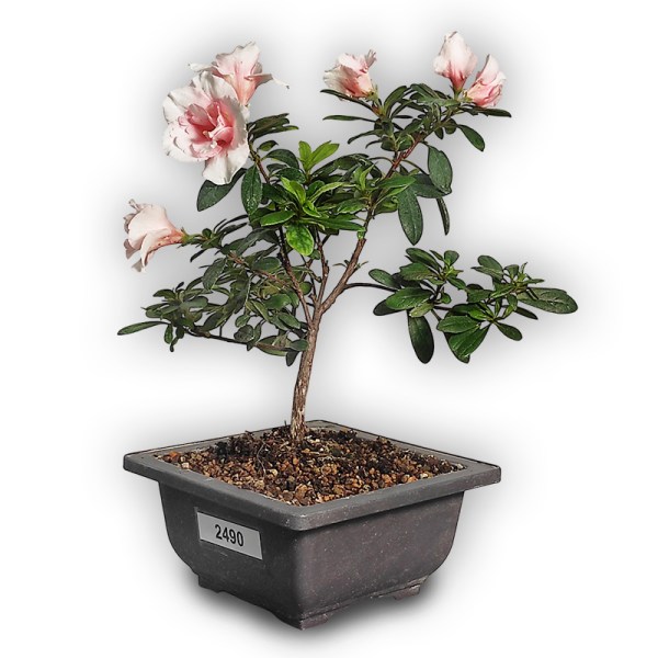 Acālijas bonsai (2490)