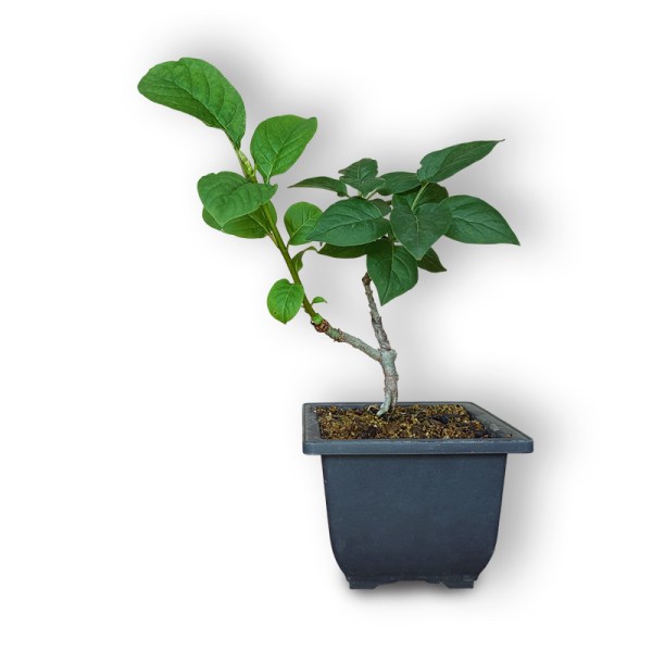 Bonsai ceriņš “Etna”