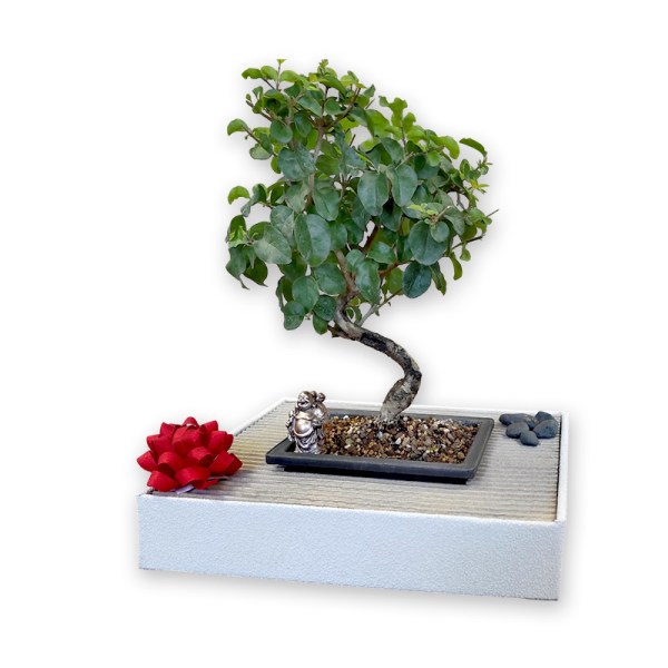 Bonsai dāvana (28411)