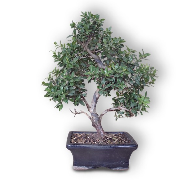 Robotais īlekss (Ilex crenata)