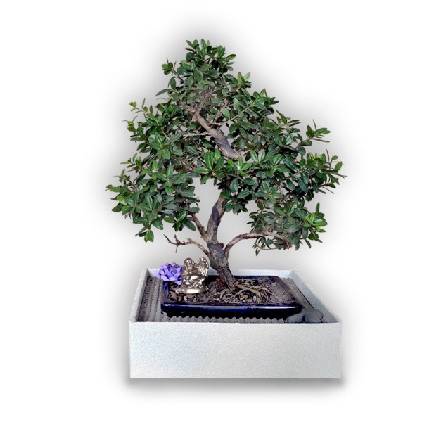 Bonsai dāvana (28451)