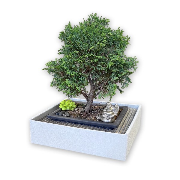 Bonsai dāvana (28571)