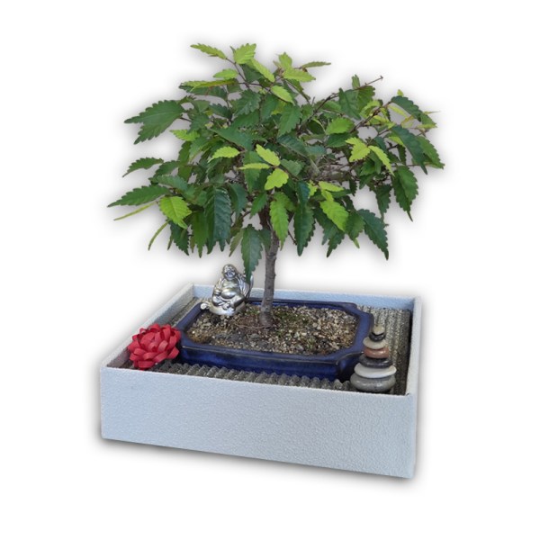 Bonsai dāvana (28711)