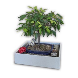Bonsai dāvana (28711)