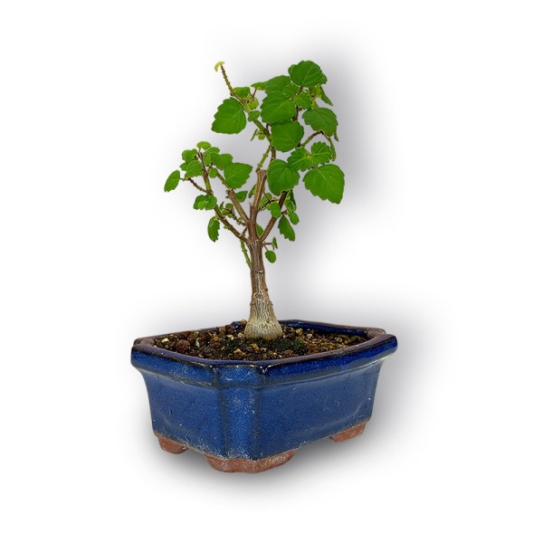 Piparmētras bonsai