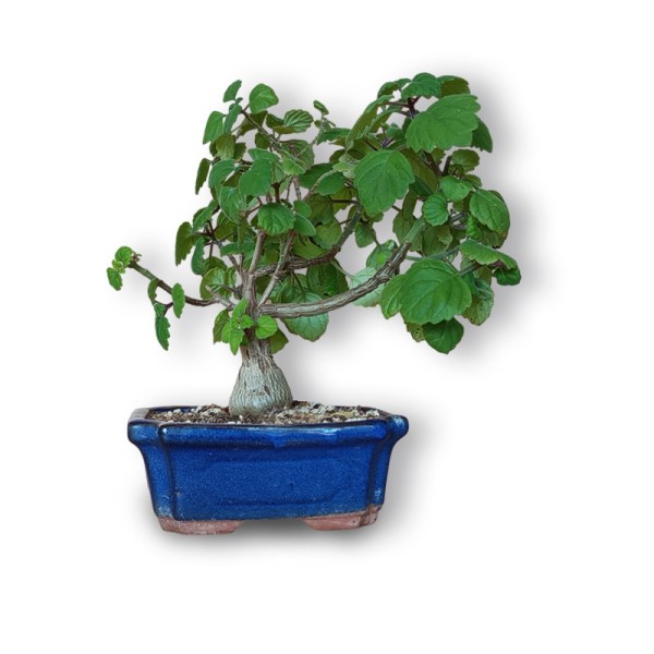 Piparmētras bonsai