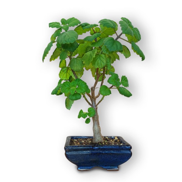 Piparmētras bonsai