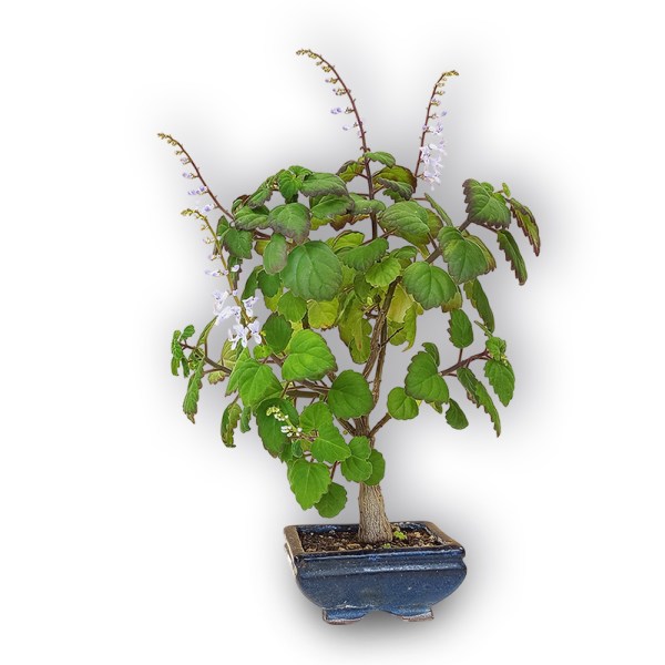 Piparmētras bonsai (2878)
