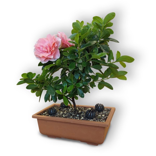 Acālijas bonsai (2884)