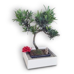Bonsai dāvana (28891)
