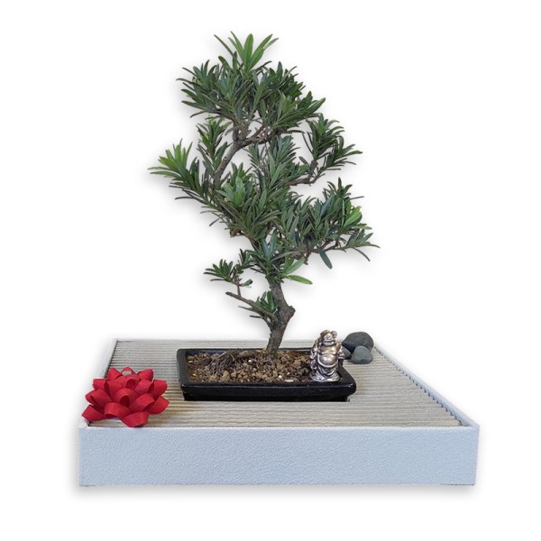 Bonsai dāvana (28931)