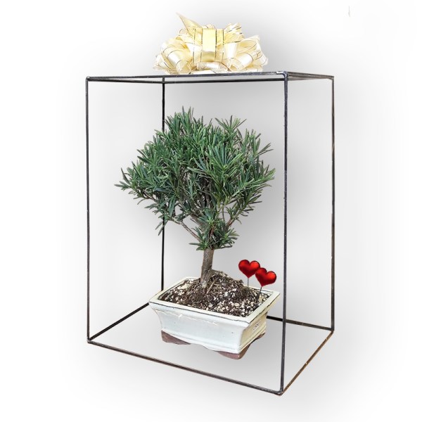 Bonsai dāvana (29501)