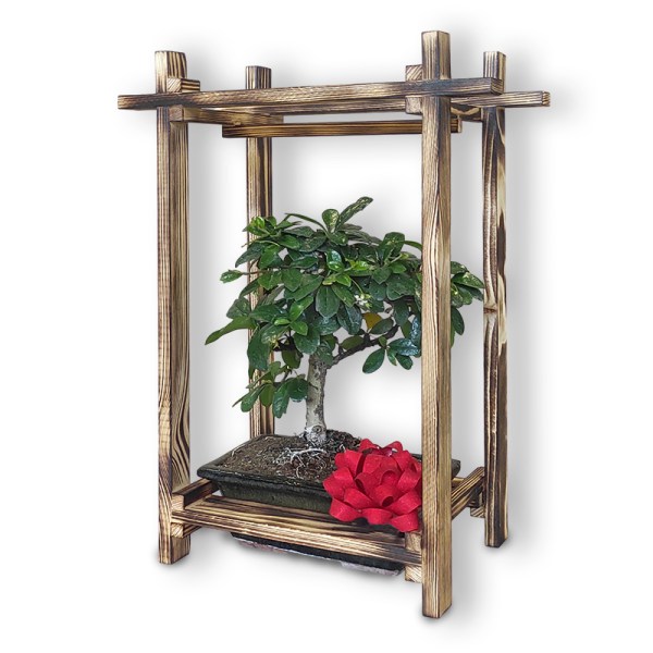 Bonsai dāvana (30031)