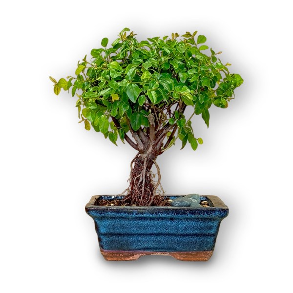 Sageretia augs bonsai stilā
