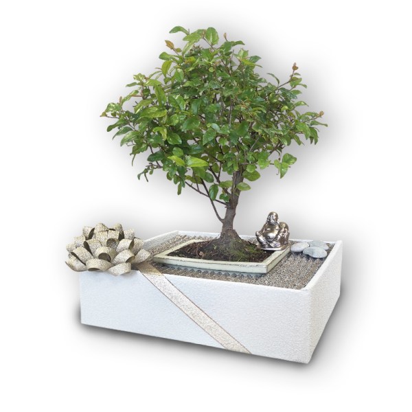 Bonsai dāvana (30121)