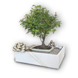 Bonsai dāvana (30121)