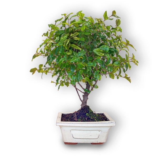 Sageretia augs bonsai