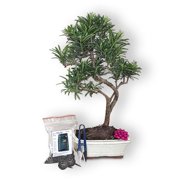 Bonsai dāvana (30141)