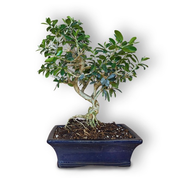 Olīvkoks bonsai stilā