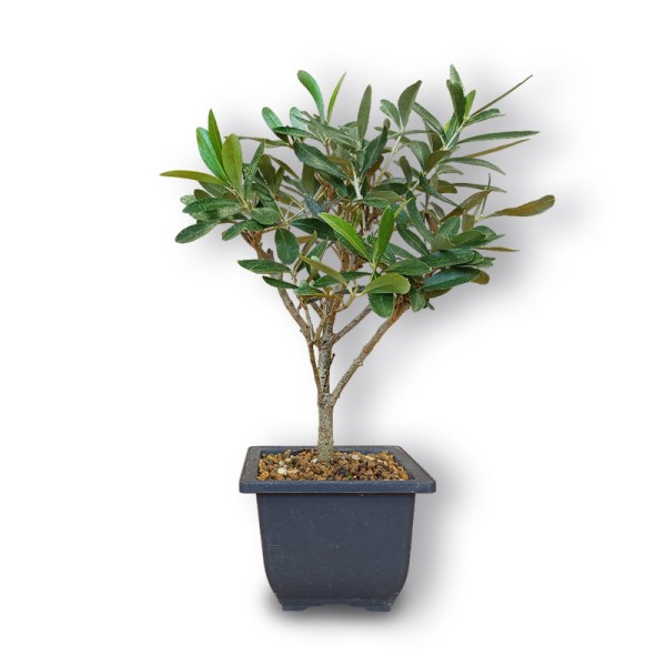 Olīvkoks bonsai stilā