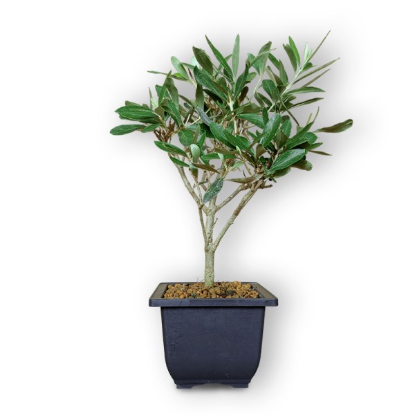 Olīvkoks bonsai stilā