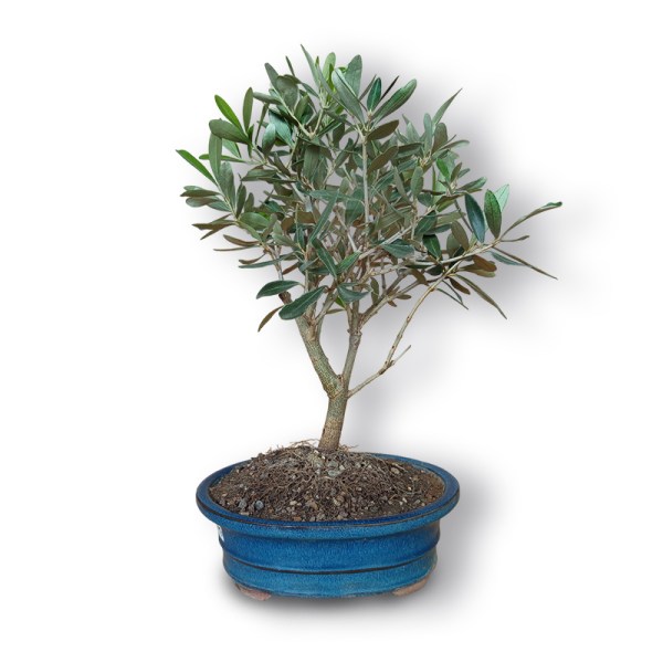 Olīvkoks bonsai stilā