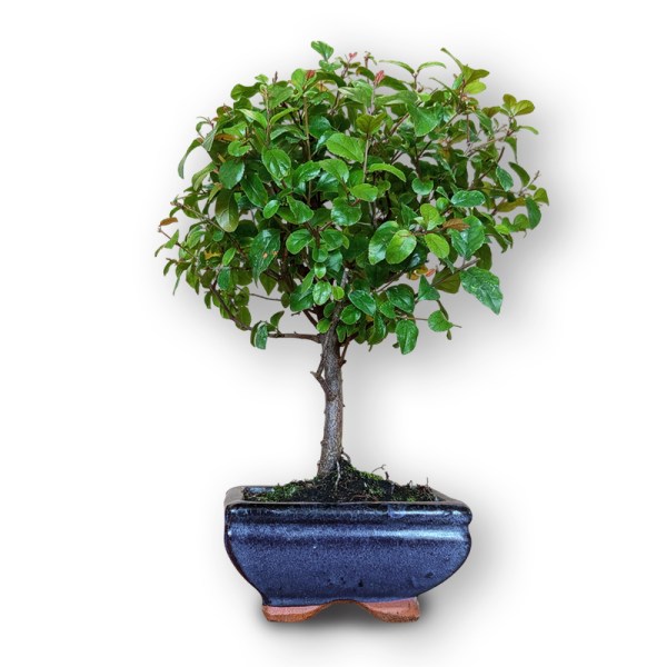 Sageretia augs bonsai stilā