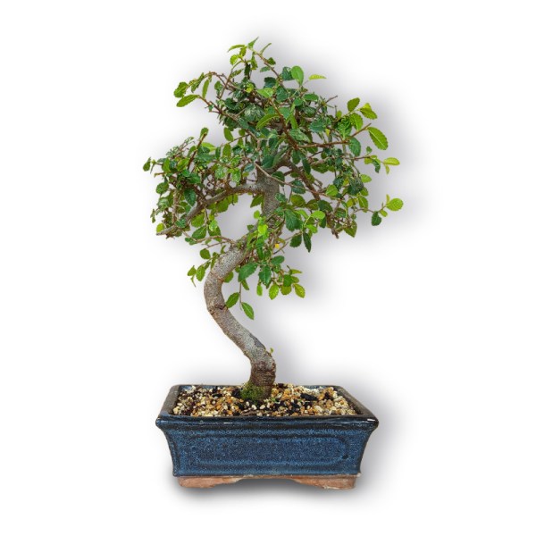 Bonsai Ķīnas goba