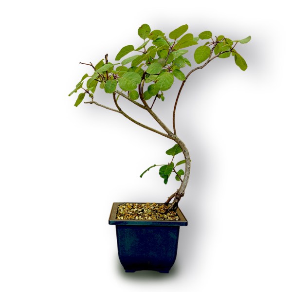 Parastais parūkkoks (Cotinus coggygria)