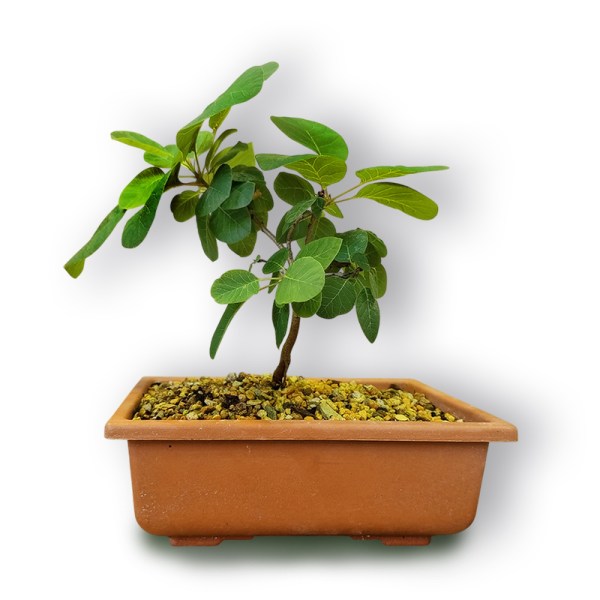 Parastais parūkkoks (Cotinus coggygria)