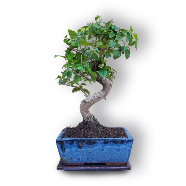 Bonsai Ķīniešu Ligustrs (3035)