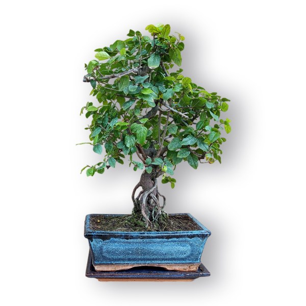 Sageretia augs bonsai stilā