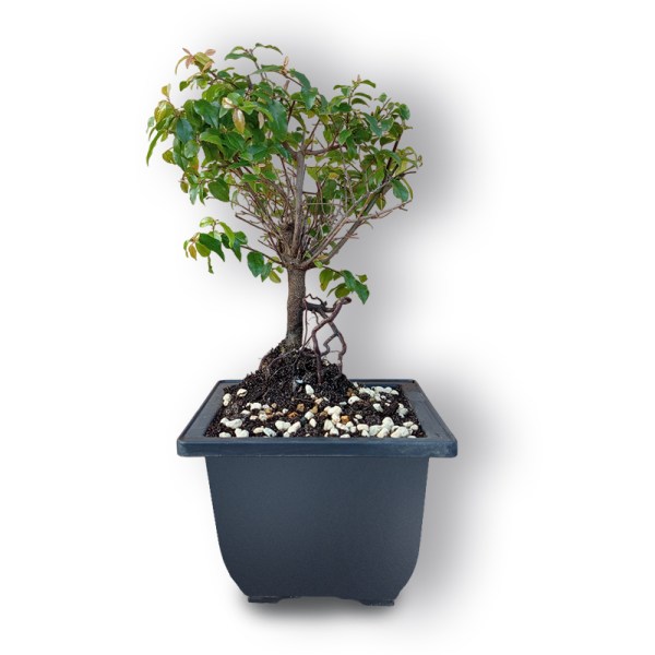 Sageretia augs bonsai stilā