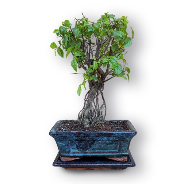 Sageretia augs bonsai stilā