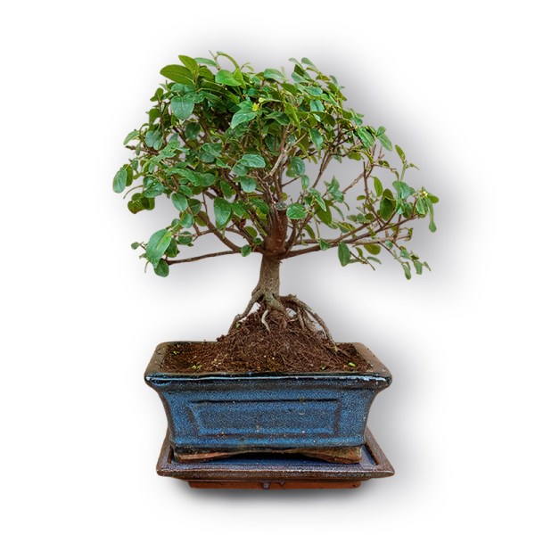 Sageretia augs bonsai stilā