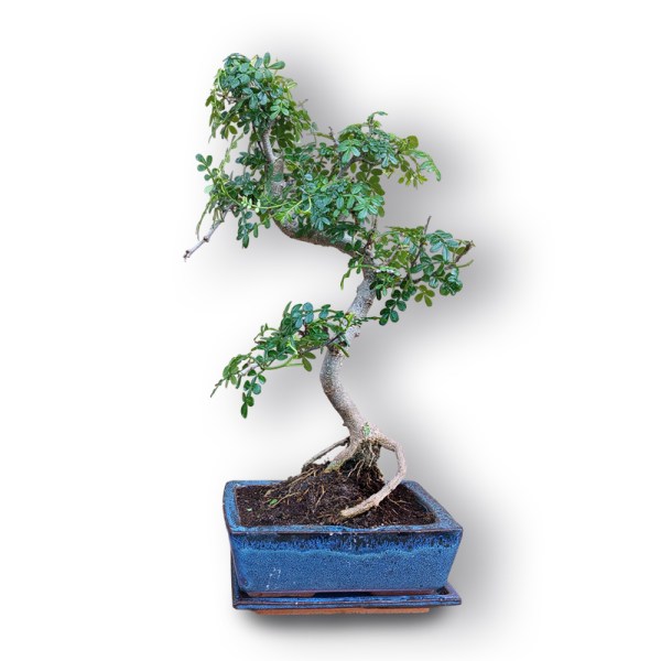 Ķīnas pipars bonsai stilā