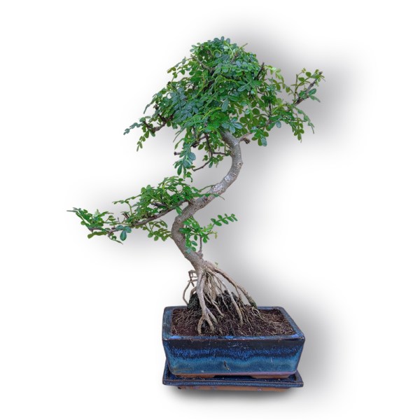 Ķīnas pipars bonsai stilā