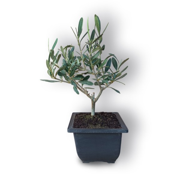 Olīvkoks bonsai stilā
